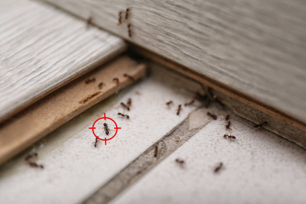 Best Pest Control Near Me in Fairfield, IL
