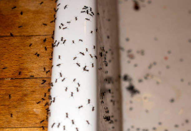 Best Affordable Exterminators  in Fairfield, IL
