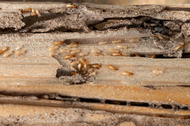 Best Termite Control Services  in Fairfield, IL