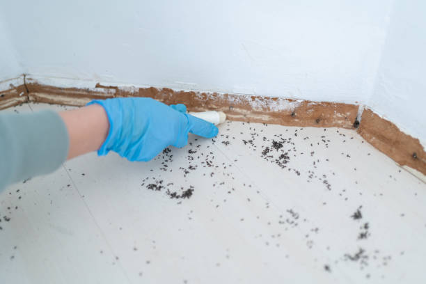 Best Local Pest Control Services  in Fairfield, IL